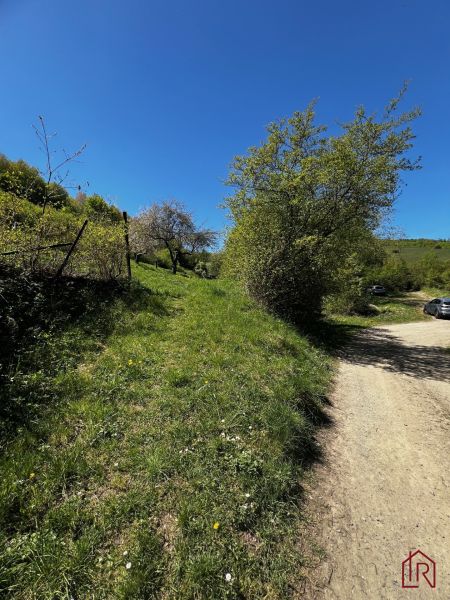 Spring gardens in Kendice with a blue sky and a country road.