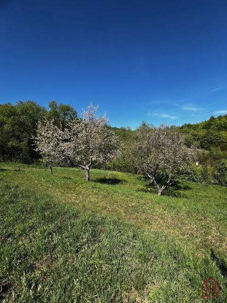Trees in bloom on the slope of gardens in Kendice under the blue sky.