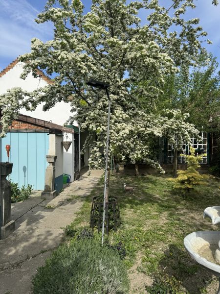 The garden of a family house in Majcichov on Majcichov Street with a blooming tree and garden equipment.