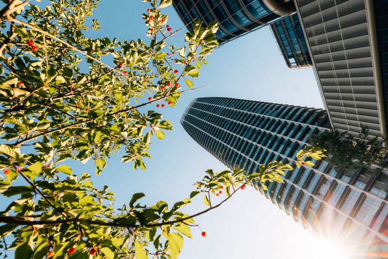 A view from below of the towers and leaves with red berries on Pribinova in Bratislava.