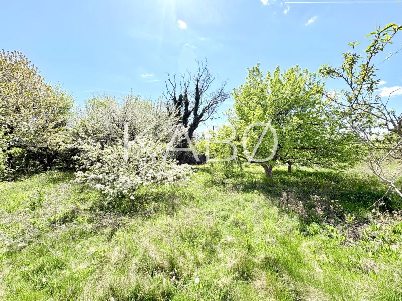 A garden with spring trees and grass in the Puškinova area, Partizánske city.