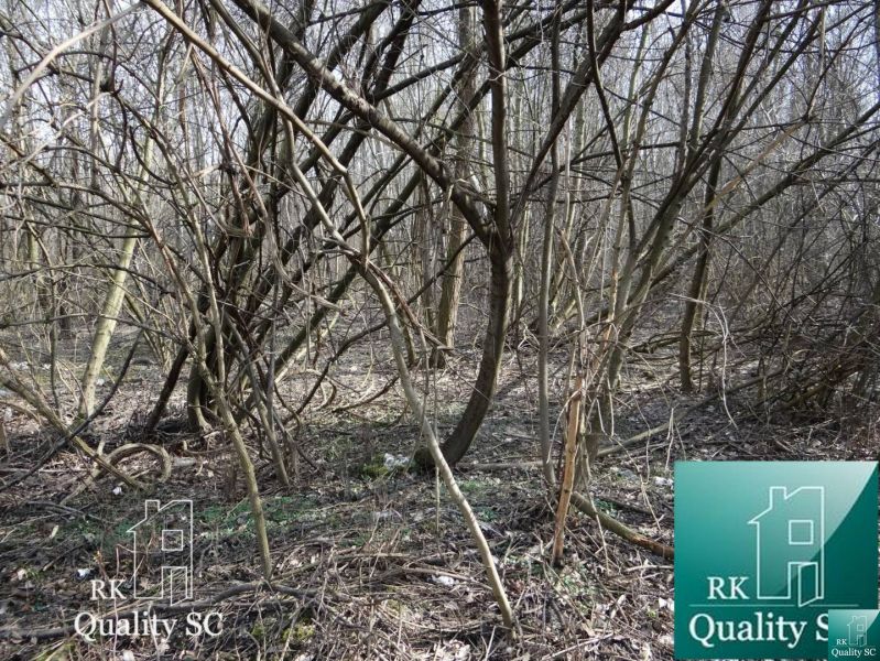 Dense forested areas on the plots - living near the Old Port Gabčíkovo.