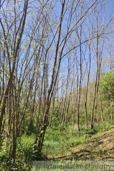 Greenery and trees in Šiatorská Bukovinka suitable for plots - living in nature.