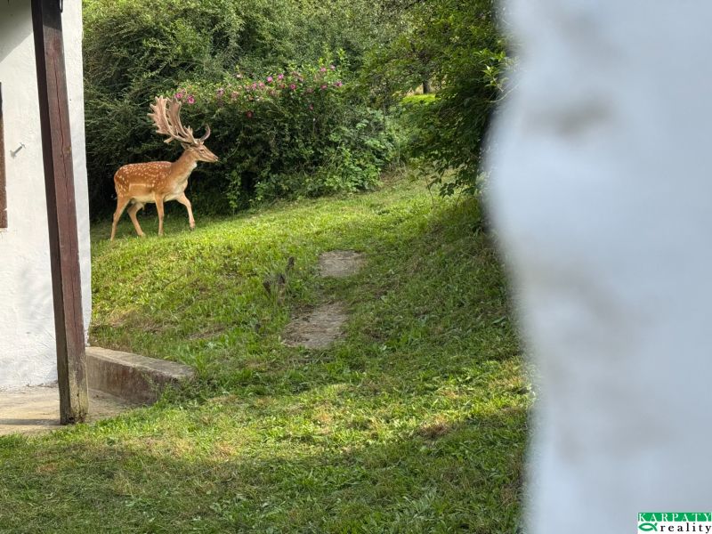 A family house in Bukovec with a view of a deer in the garden.