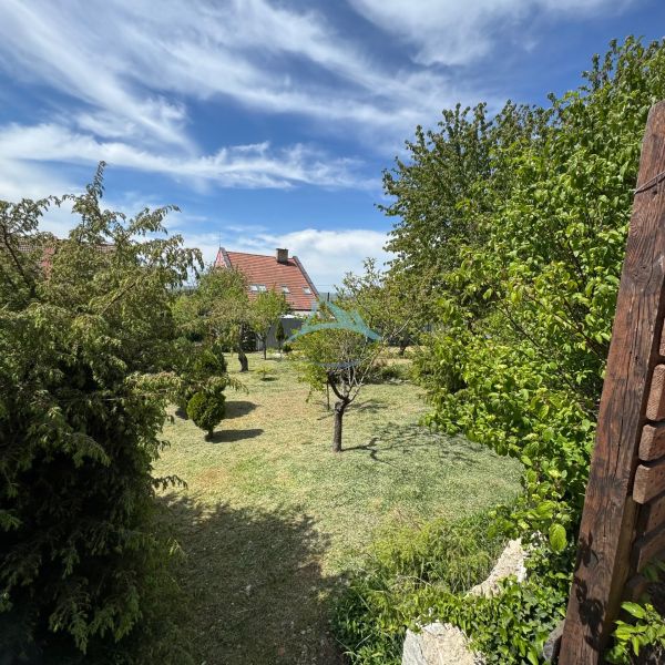 The garden with trees near the cottage on Agátová Street in Šahy, under the blue sky.