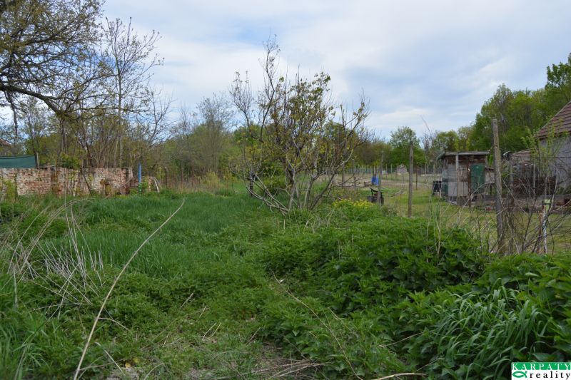 A garden in a family house in Horné Saliby with lush vegetation and trees.