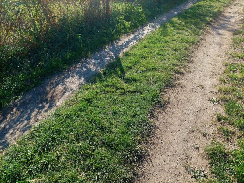 A grassy path in Budiná with growing shrubs along the road by a family house.
