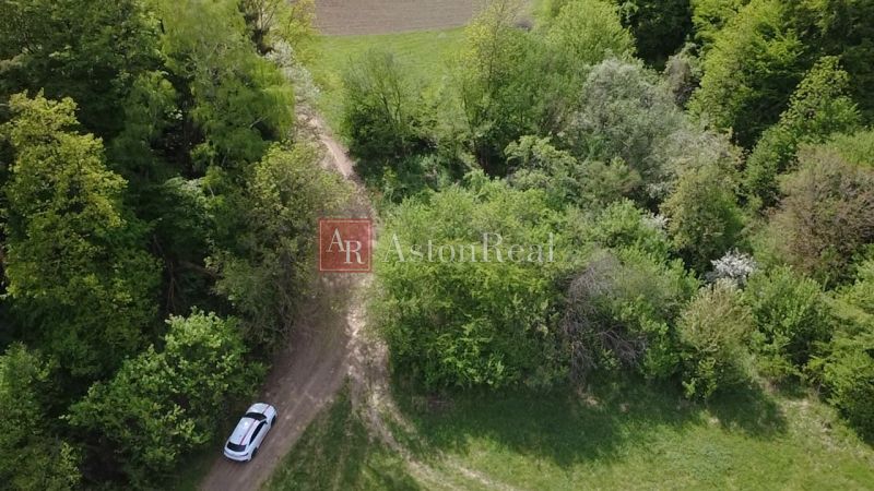 A car on a forest road in the recreational area of Streženice, Streženice surrounded by greenery.