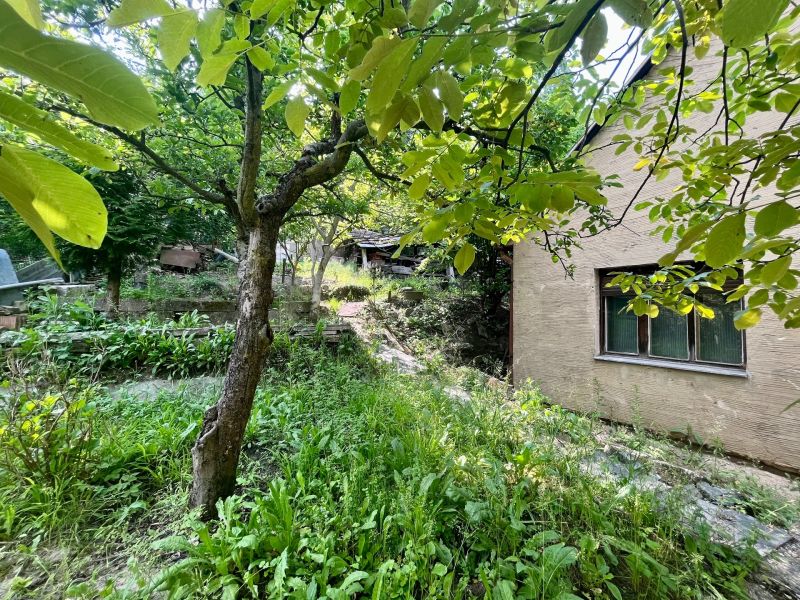 The garden of a family house on Búdková Street in Bratislava - Staré Mesto with surrounding greenery.