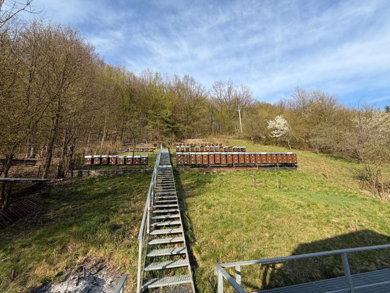 Beehives on a slope surrounded by forest in the area of a family house in Štós.
