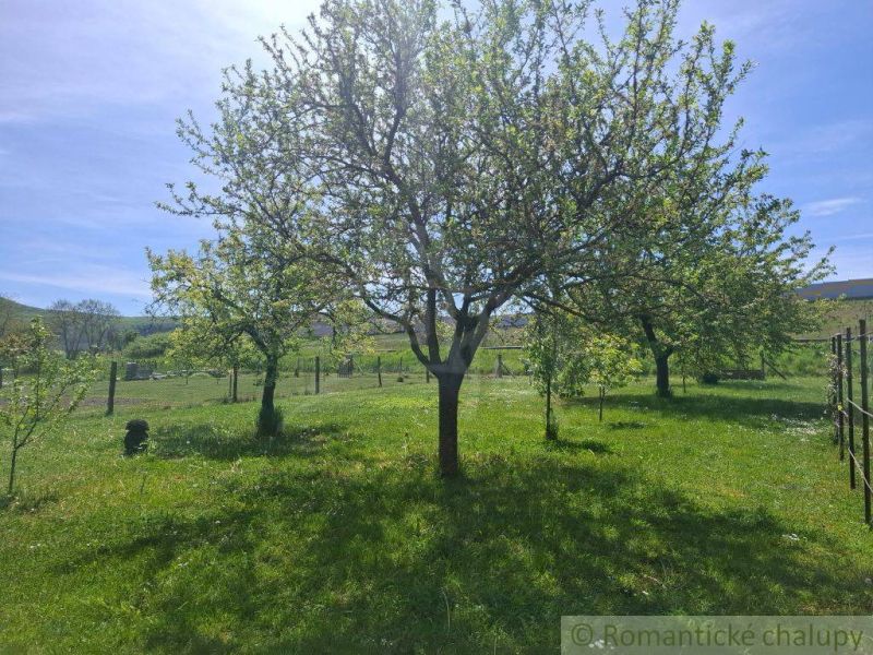 A garden with fruit trees by a family house in Mýtna on a sunny day.