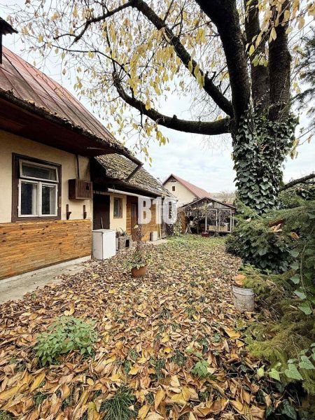 The courtyard of a family house in Kotešová covered with autumn leaves, with a large tree.