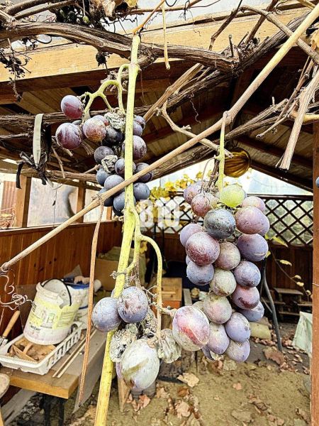 A garden at a family house in Kotešová with grapes and a wooden shelter.