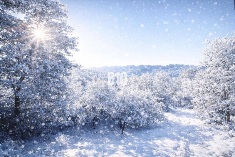A snowy landscape near the Cottage in Bytča with sparkling sunlight through the trees.