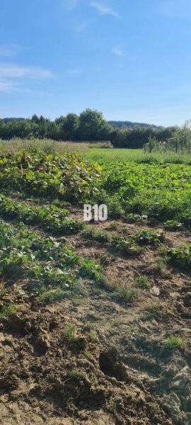 Greenery on plots with cultivated vegetables, suitable for living, surrounded by nature.