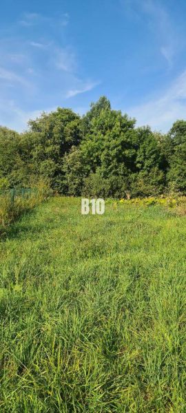 Greenery on a plot suitable for living, trees, grass, an ideal place for building a house.