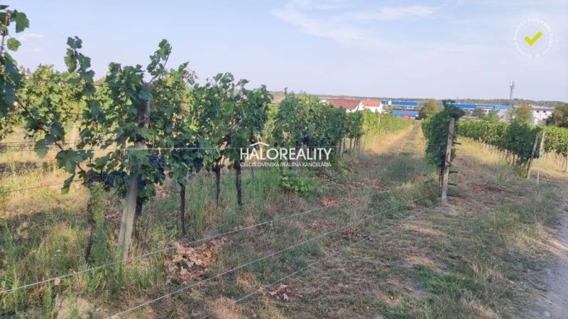 A vineyard in Svätý Jur, suitable for residential land, surrounded by green vineyards.