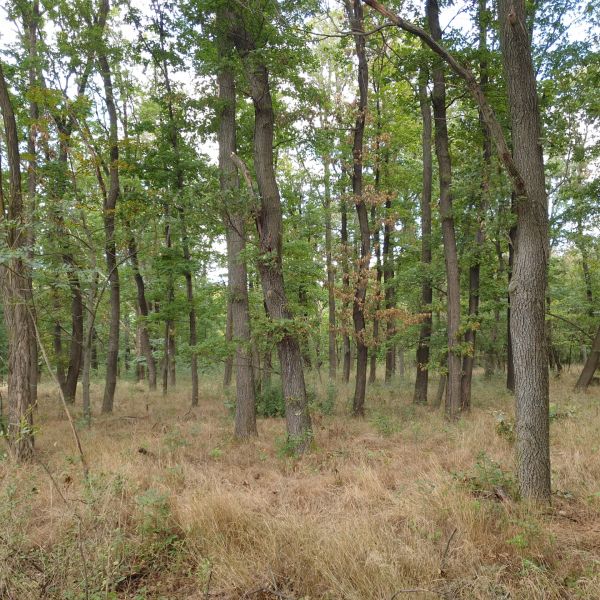 Forest stands in the agricultural and forest lands of Budmerice with rich vegetation.