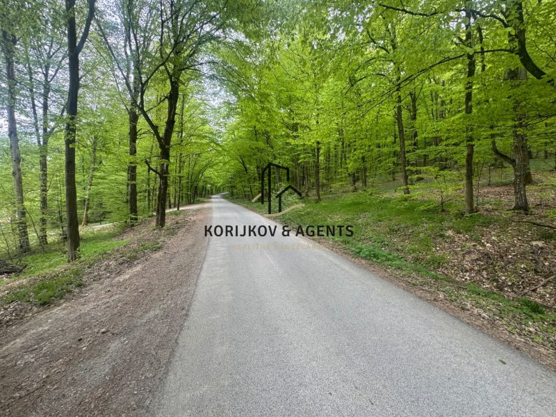 A path surrounded by green trees in Svinica, an ideal setting for a trip to a cottage.