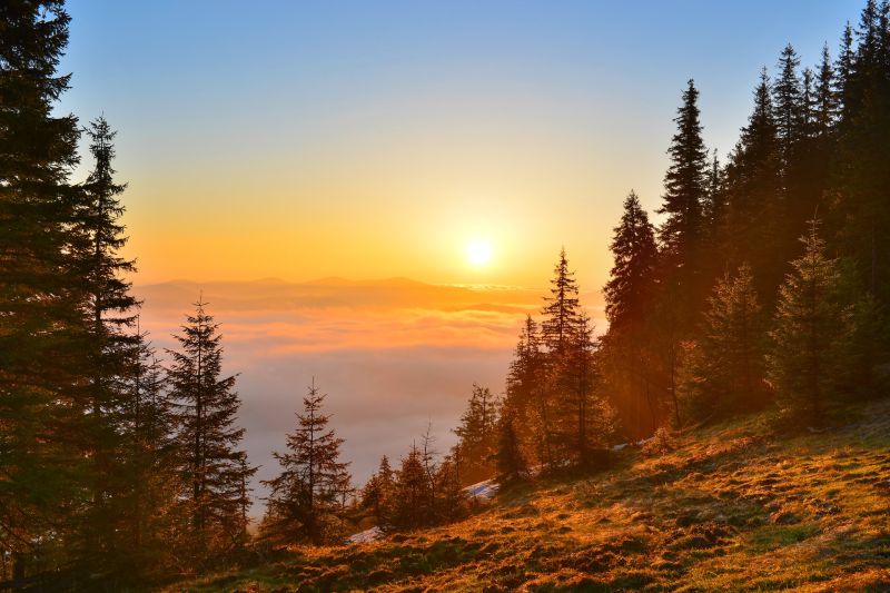 Sunrise over agricultural and forest lands in Zábiedovo surrounded by coniferous trees.