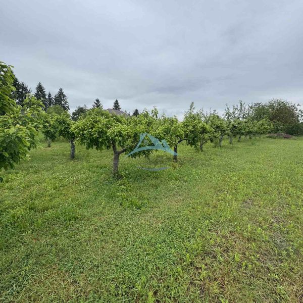 An orchard by a family house in the village of Veľká Čalomija surrounded by trees.