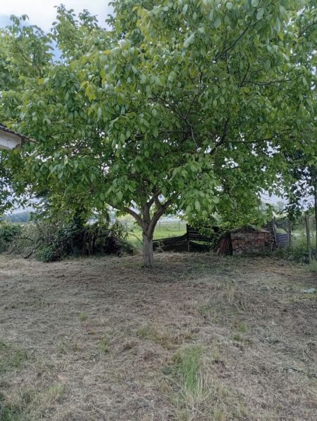 A garden with a large tree in the area of a family house in Ňárad.