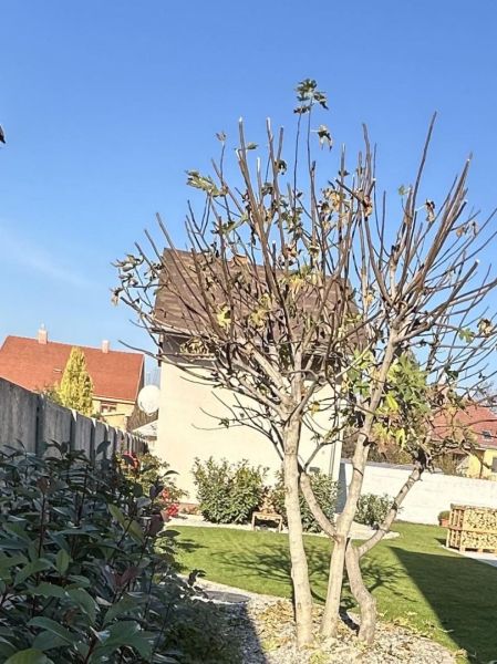 A garden in Dunajská Streda with a deciduous tree, lawn, and built houses in the background.
