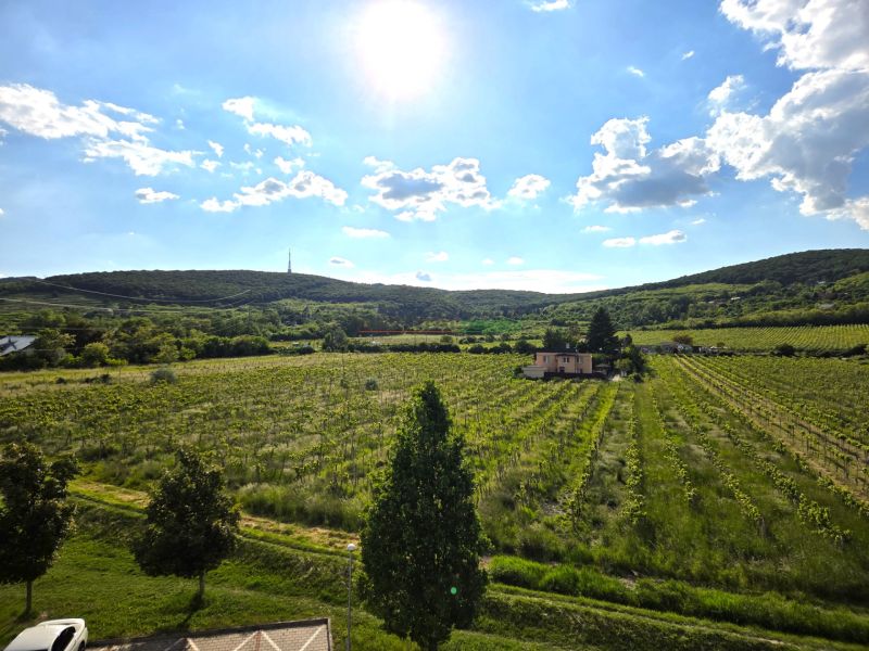 Vineyards and hills around Bratislava - Nové Mesto on Jurská, sunny day.