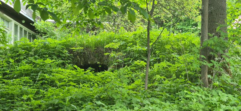 An overgrown plot in Terchová with lush vegetation and details of a cottage.