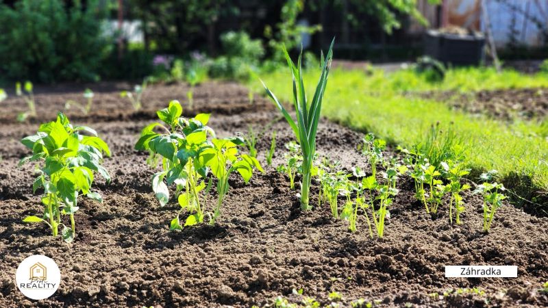 A garden with young plants and herbs in a sunny environment.