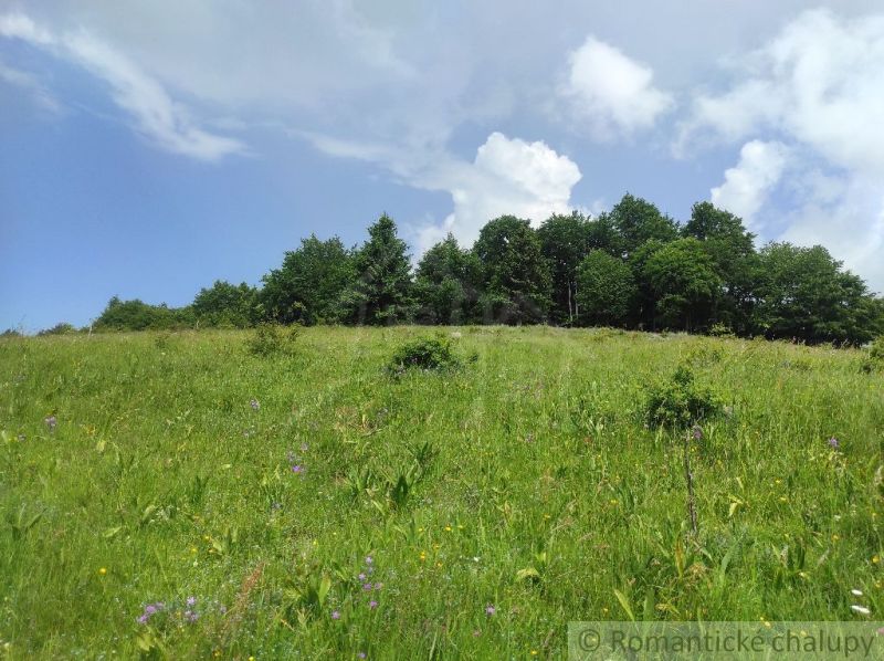 A green meadow with flowers and a forest in the background in the Gardens near Hriňová.