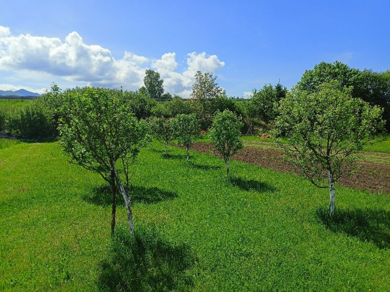 Greenery on the plots - living on Hlboká Street in Turany with young trees.