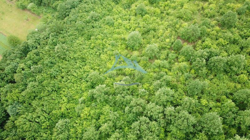 Dense forested areas in the agricultural and forest lands in Trebušovce.