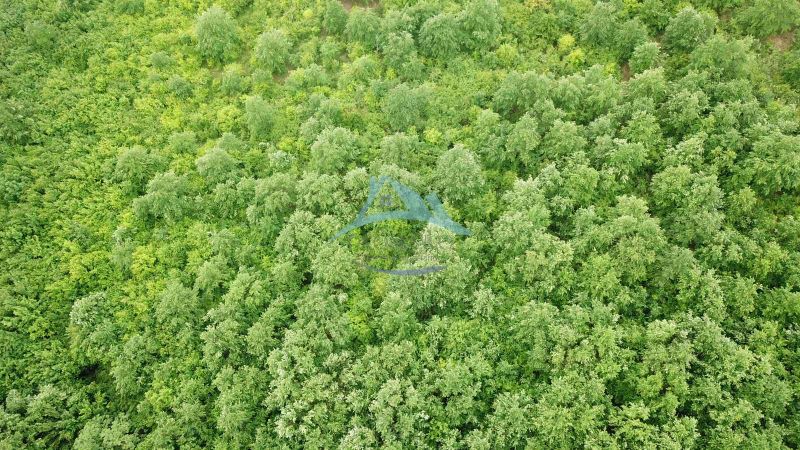 Aerial view of a dense forest in the agricultural and forestry land area of Trebušovce.