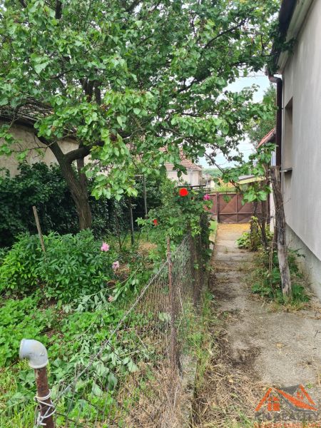A garden at a family house in Dulovce with a tree and flowers along the path.