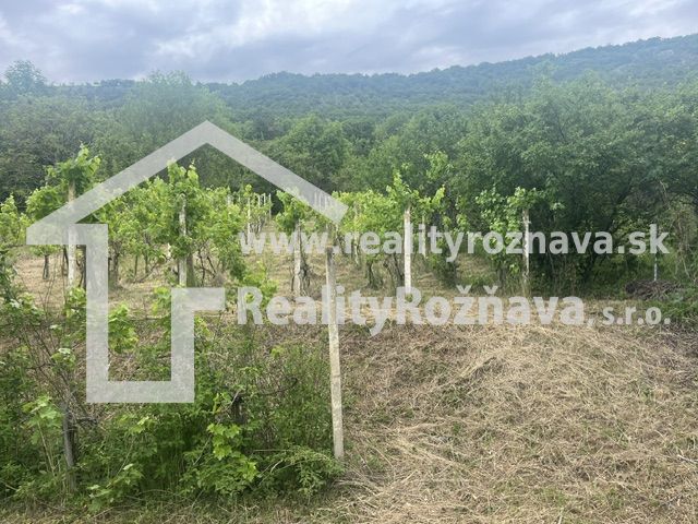 Vineyard near the Cottage in Jablonov nad Turňou with a view of the forested hills.