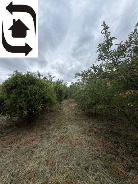 The orchard garden in Jarovce (Residential land), covered with mowed grass under a cloudy sky.