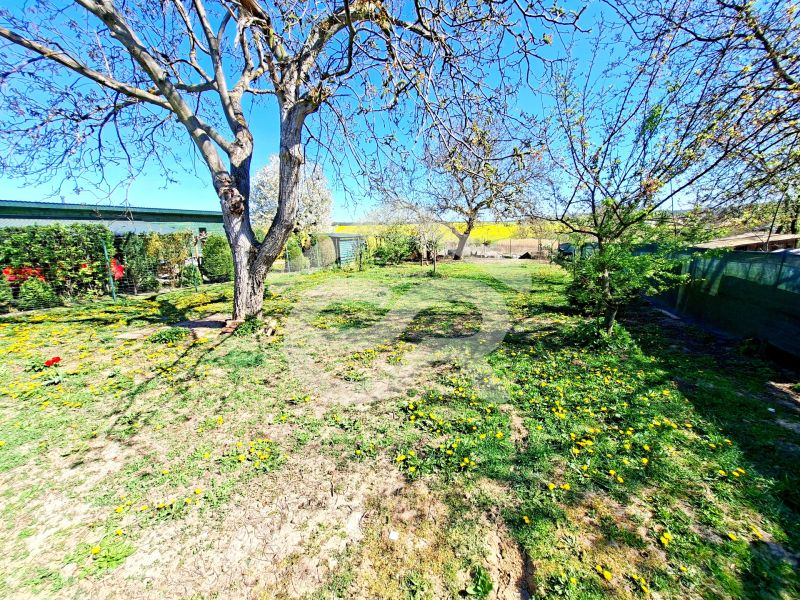 The garden of a family house in Tehla on Tehla Street with blooming dandelions and trees.