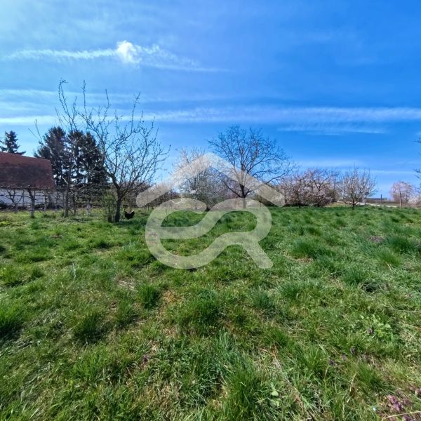 Greenery and trees on the plot in Lužianky on Korytovská suitable for commercial purposes.