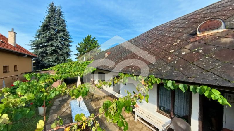 A family house on Hlavná Street in Lehota, with a vineyard and a large conifer.