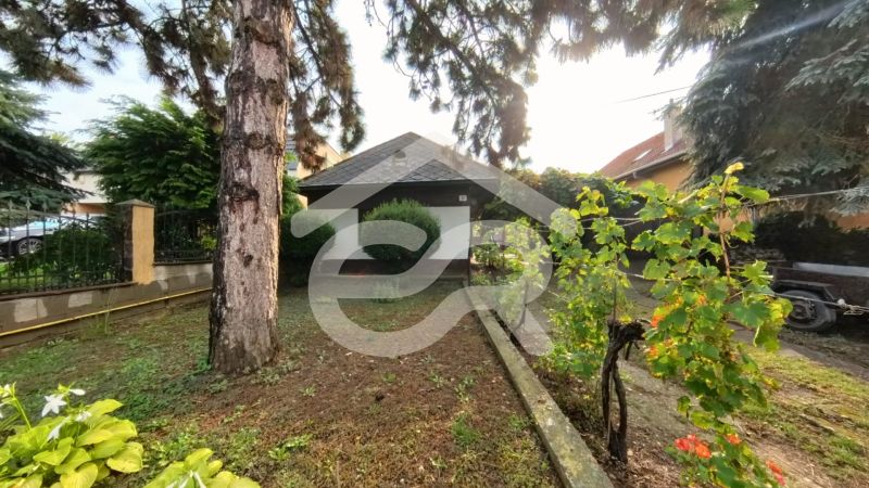 A garden in front of a family house on Hlavná Street in Lehota with vines and trees.