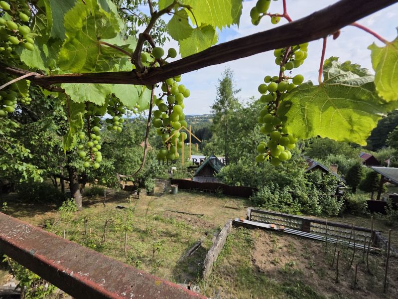 Grapes in the vineyard around the cottage in Banská Bystrica surrounded by greenery.