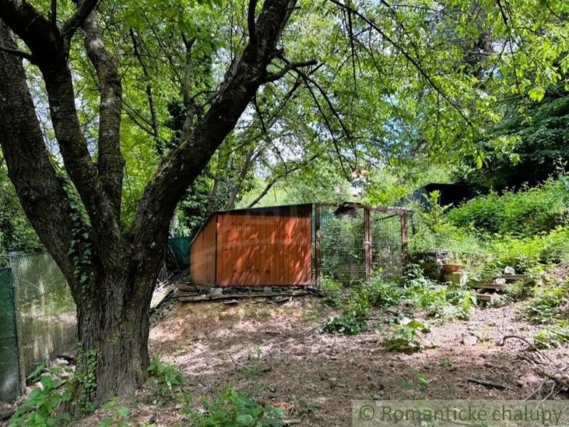 A cottage in Bratislava IV surrounded by greenery and an old tree in the forest.
