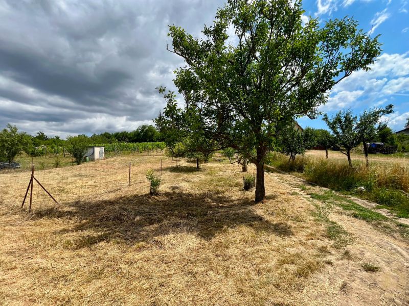 A garden near a cottage in Skalica with fruit trees and a meadow under a cloudy sky.