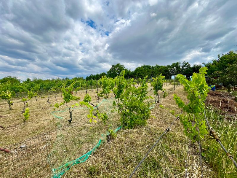 The vineyard near Skalica on a cloudy day, surrounded by greenery and mowed grass.