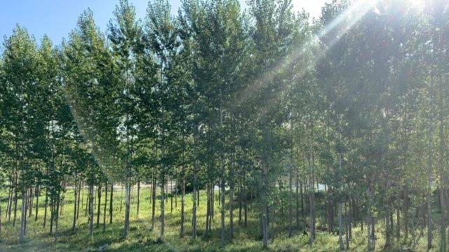 Forest growth in Neded; Residential plots, surrounded by greenery and trees.