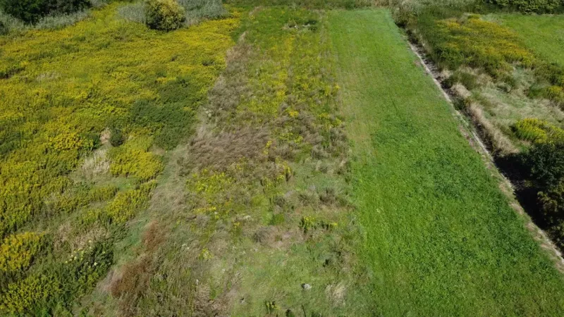 Meadow with various types of grasses in the area of Bátorove Kosihy, Land - housing.