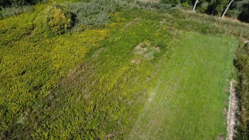 Greenery in Bátorove Kosihy, suitable for residential plots, surrounded by trees.