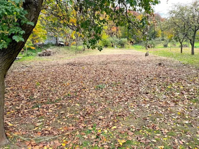Autumn leaves cover the ground under the trees in the gardens in Bystrom.