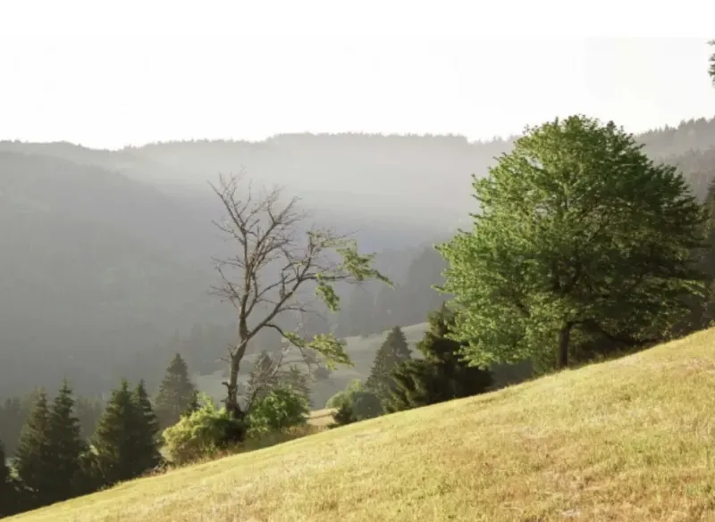 A hilly landscape of agricultural and forest lands in Muľa with scattered trees.